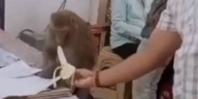 Aqui é trabalho! Macaco focado em papelada de escritório de advocacia recusa banana