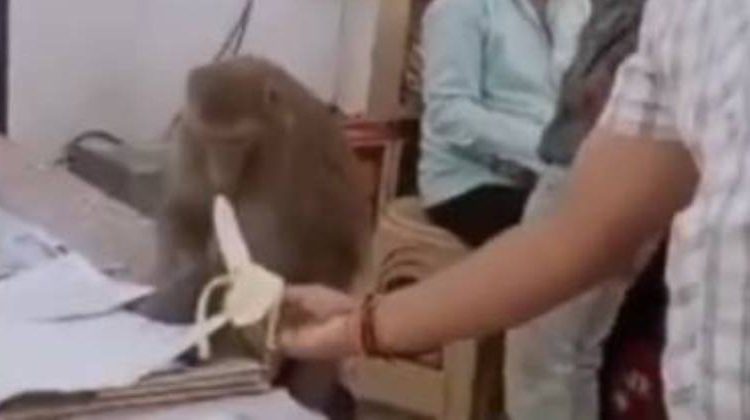 Aqui é trabalho! Macaco focado em papelada de escritório de advocacia recusa banana
