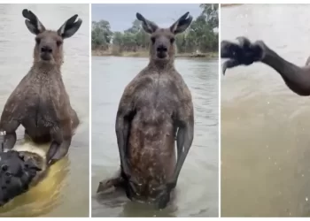 Aqui é trabalho! Macaco focado em papelada de escritório de advocacia recusa banana