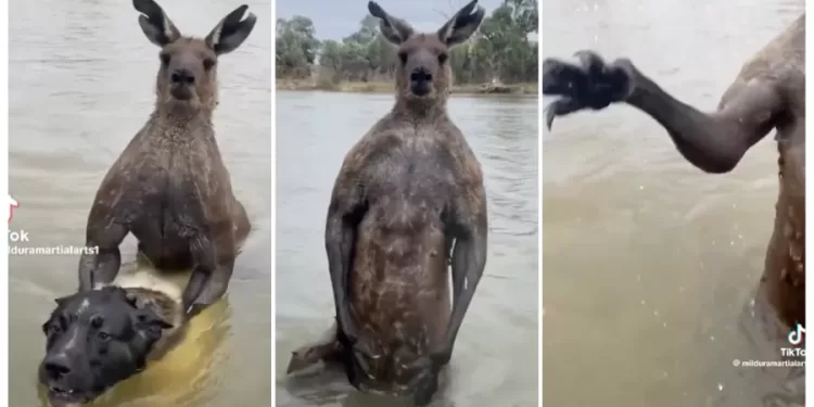 Aqui é trabalho! Macaco focado em papelada de escritório de advocacia recusa banana