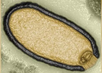 Mudanças climáticas fazem 'vírus zumbis’ acordarem após 50 mil anos
