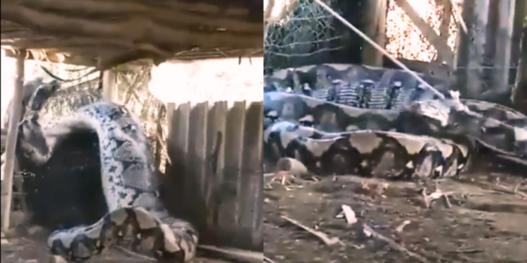 Veja: Cobra gigante é flagrada em aldeia indígena da Amazônia