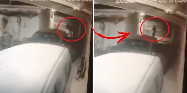 Sinistro: câmera flagra cachorro se transformando em mulher no México