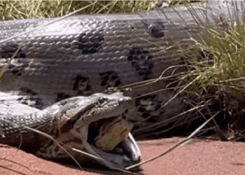 Vídeo chocante: anaconda regurgita outra anaconda, que sai viva para contar a história