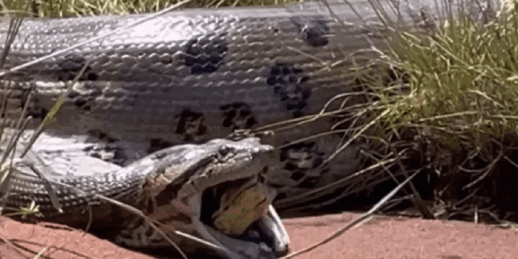 Vídeo chocante: anaconda regurgita outra anaconda, que sai viva para contar a história