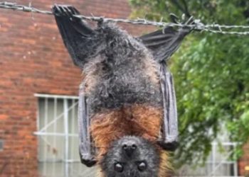 Um morcego teve a experiência mais agonizante possível para um macho da espécie. O pobre animal ficou preso pelo. Morcego é