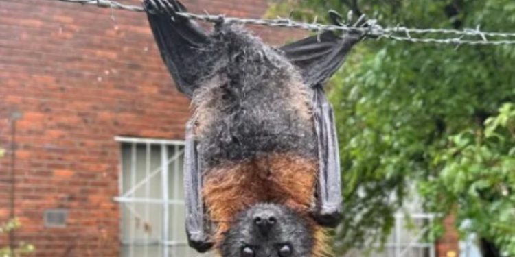 Um morcego teve a experiência mais agonizante possível para um macho da espécie. O pobre animal ficou preso pelo. Morcego é