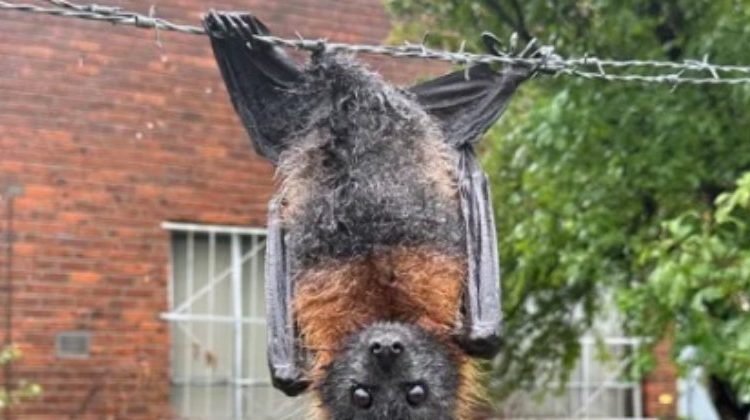 Um morcego teve a experiência mais agonizante possível para um macho da espécie. O pobre animal ficou preso pelo. Morcego é