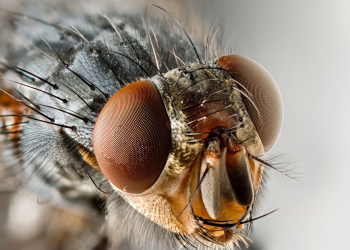 Virose da mosca: Saúde do Amazonas esclarece sobre doença