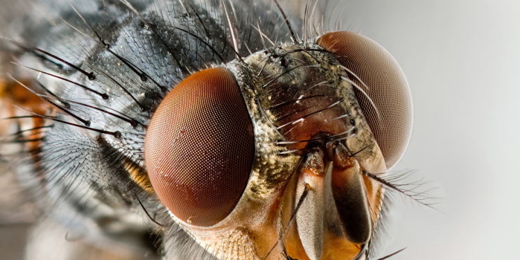 Virose da mosca: Saúde do Amazonas esclarece sobre doença