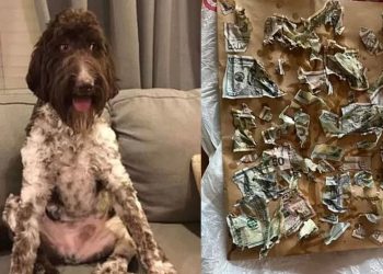 Cão come R$ 20 mil em dinheiro e tutores recuperam parte nas fezes