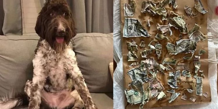 Cão come R$ 20 mil em dinheiro e tutores recuperam parte nas fezes