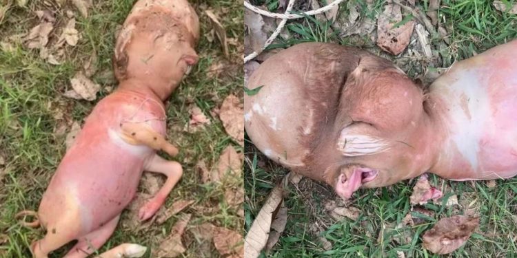 Bezerro nasce com ‘cabeça humana’ em vilarejo na Tailândia