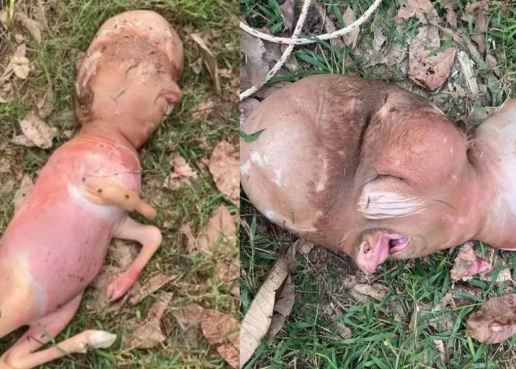 Bezerro nasce com ‘cabeça humana’ em vilarejo na Tailândia