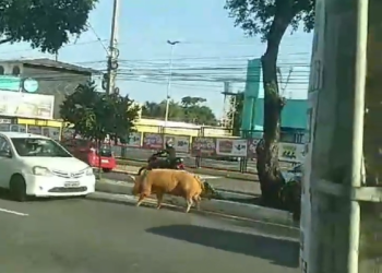 Vídeo: Porco é flagrado ‘passeando’ na Silves e viraliza na web