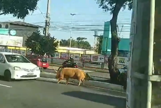 Vídeo: Porco é flagrado ‘passeando’ na Silves e viraliza na web