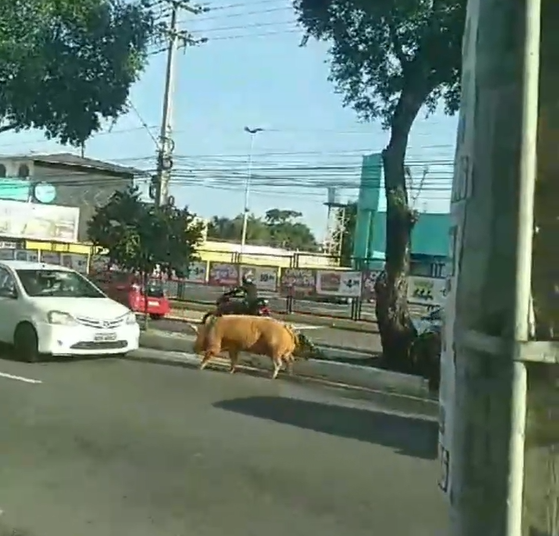 Vídeo: Porco é flagrado ‘passeando’ na Silves e viraliza na web