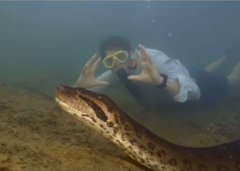O momento arrepiante em que cobra colossal é descoberta nas profundezas do rio Amazonas