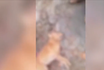 Ataque cruel: Cachorro é baleado e morto em Tefé