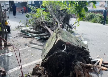 Árvore cai sobre Avenida e causa caos no trânsito no Centro