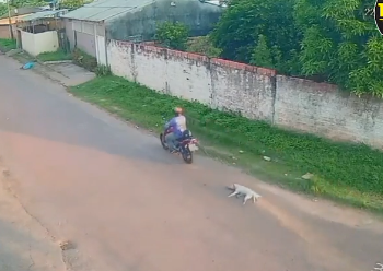 MALDADE – Cachorro é morto, amarrado e arrastado pelas ruas de Itacoatiara no AM