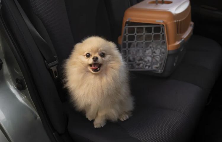 Animais no carro
