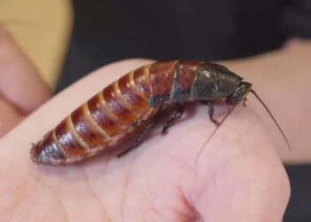 Zoológico autoriza turistas a batizarem baratas com nome de ex