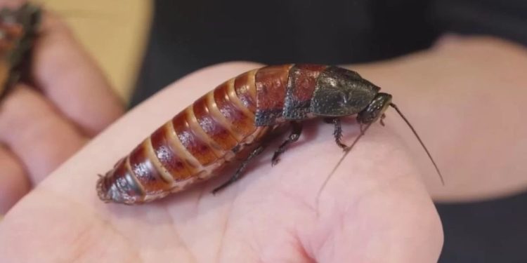 Zoológico autoriza turistas a batizarem baratas com nome de ex