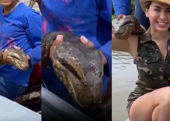 Turista encontra ribeirinhos com sucuri 'maceta' no Rio Amazonas: "dá um beijinho"