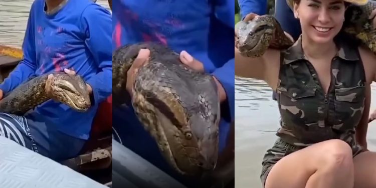 Turista encontra ribeirinhos com sucuri 'maceta' no Rio Amazonas: "dá um beijinho"