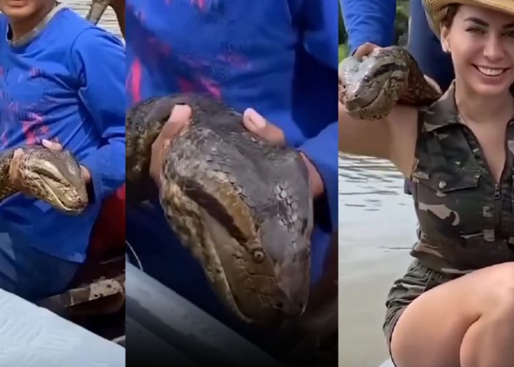 Turista encontra ribeirinhos com sucuri 'maceta' no Rio Amazonas: "dá um beijinho"