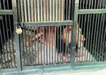 Tentativa de selfie com leão termina com morte na Índia