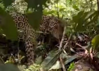 Turistas quase viram ‘rango’ de onça-pintada na Amazônia – VÍDEO