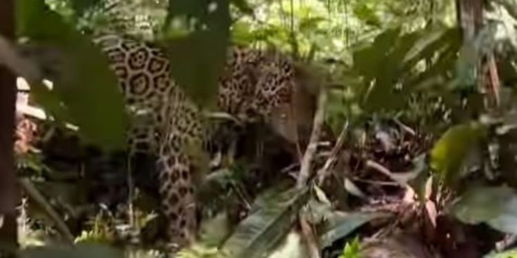Turistas quase viram ‘rango’ de onça-pintada na Amazônia – VÍDEO