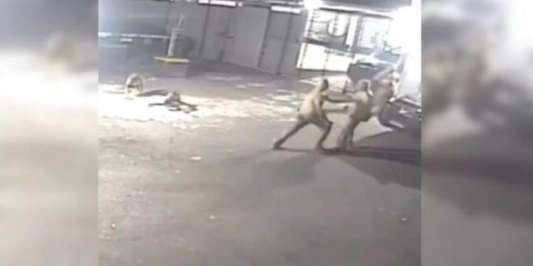 Policiais brigam por escala de trabalho e acabam atacados por cães; VÍDEO