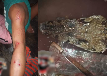 Jacaré ataca ribeirinho durante banho de rio