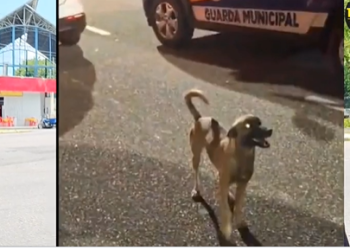 Herói nacional: a saga do vira-lata caramelo que cuidou de bebê fujão