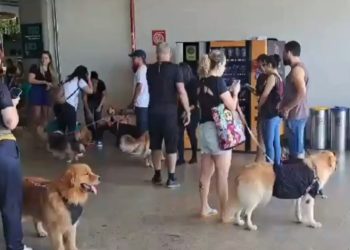 Aeroportos registram atos em protesto pela morte do cão Joca;