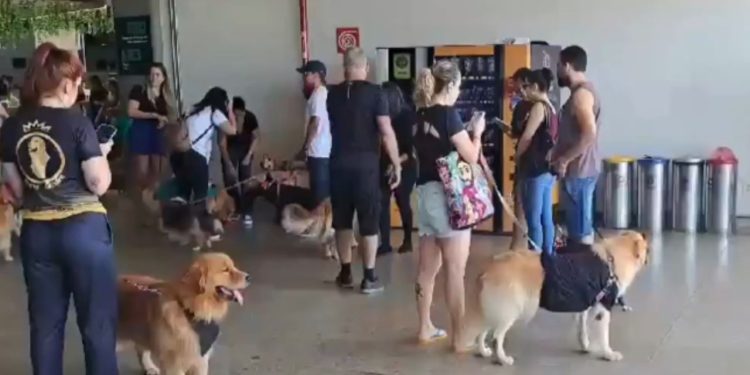 Aeroportos registram atos em protesto pela morte do cão Joca;