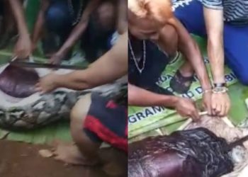 Tailandeses cortam barriga de sucuri para recuperar corpo de caçador