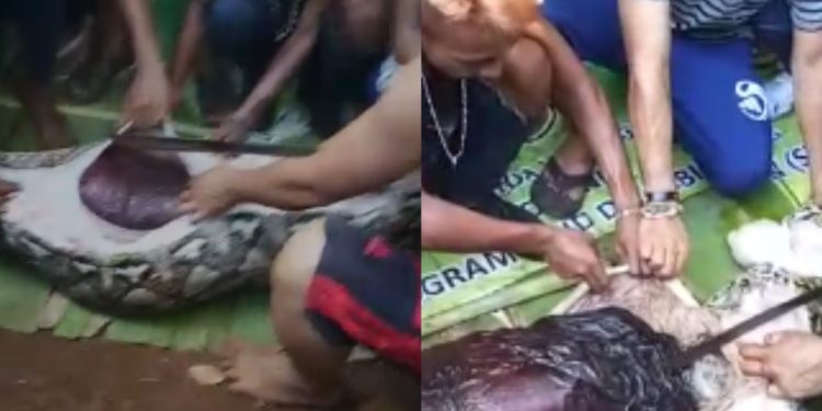 Tailandeses cortam barriga de sucuri para recuperar corpo de caçador