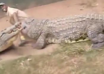 Turista registra crocodilo arrancando ‘partes íntimas’ de cuidador
