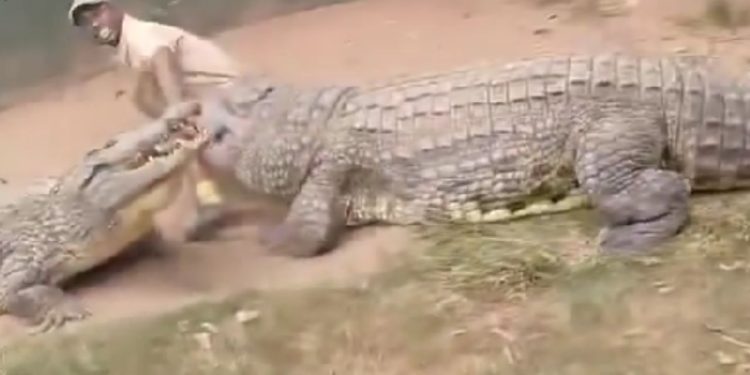 Turista registra crocodilo arrancando ‘partes íntimas’ de cuidador