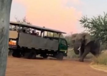 VEJA: Carro de turistas é atacad0 por elefante na África do Sul