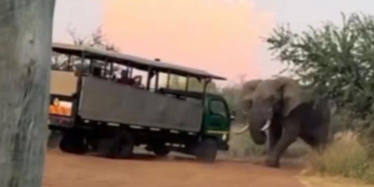 VEJA: Carro de turistas é atacad0 por elefante na África do Sul