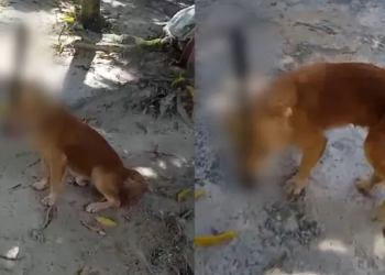 Um vídeo que circula nas redes sociais, mostra um cachorro com um facão preso na cabeça após ser atacado. Vídeo forte