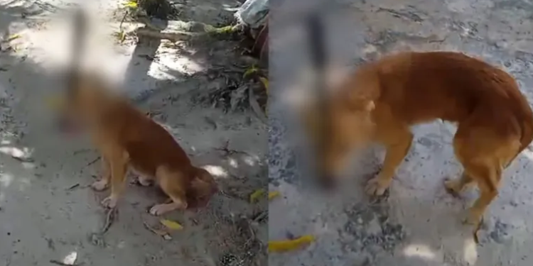 Um vídeo que circula nas redes sociais, mostra um cachorro com um facão preso na cabeça após ser atacado. Vídeo forte