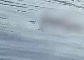 O corpo de um homem, ainda não identificado, foi encontrado boiando no Rio Negro, nas proximidades da. Vídeo: