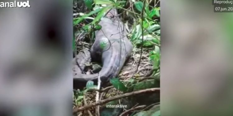 Uma mulher foi encontrada morta dentro de uma píton, que a engoliu inteira no centro da Indonésia. Píton de