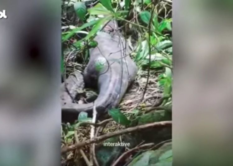 Uma mulher foi encontrada morta dentro de uma píton, que a engoliu inteira no centro da Indonésia. Píton de